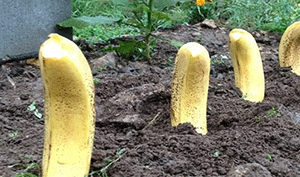 How to use Banana in the garden