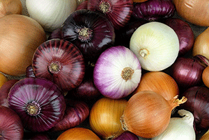 Learning About Different Onion Varieties