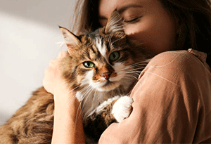 Many cats dislike being cuddled