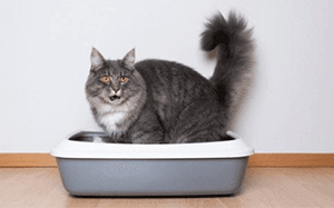 Painful or Difficulty Using the Litter Box