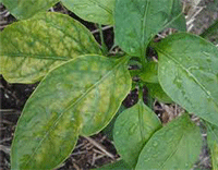 Nitrogen Deficiency