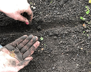 Planting Radish Seeds