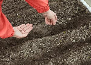 Preparing the Soil