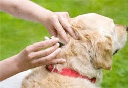 Prescription Flea and Tick Treatments