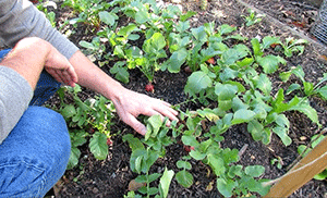 Radishes in Your Garden