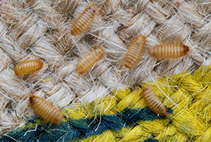 SIGNS OF CARPET BEETLES