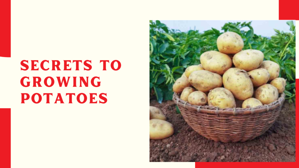 Secrets to growing potatoes