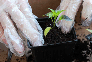 Transplanting