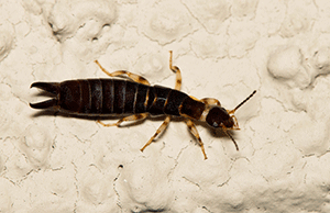 Understand Earwigs' Habits and Habitat