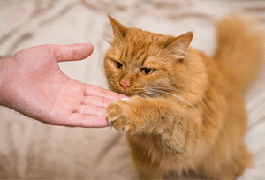 Understanding Cat Behavior