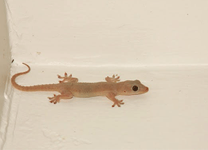 Understanding House Geckos