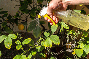 Use of Insecticidal Soaps