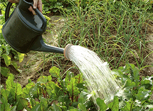 Watering and Fertilizing