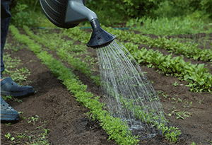 Watering and Maintenance