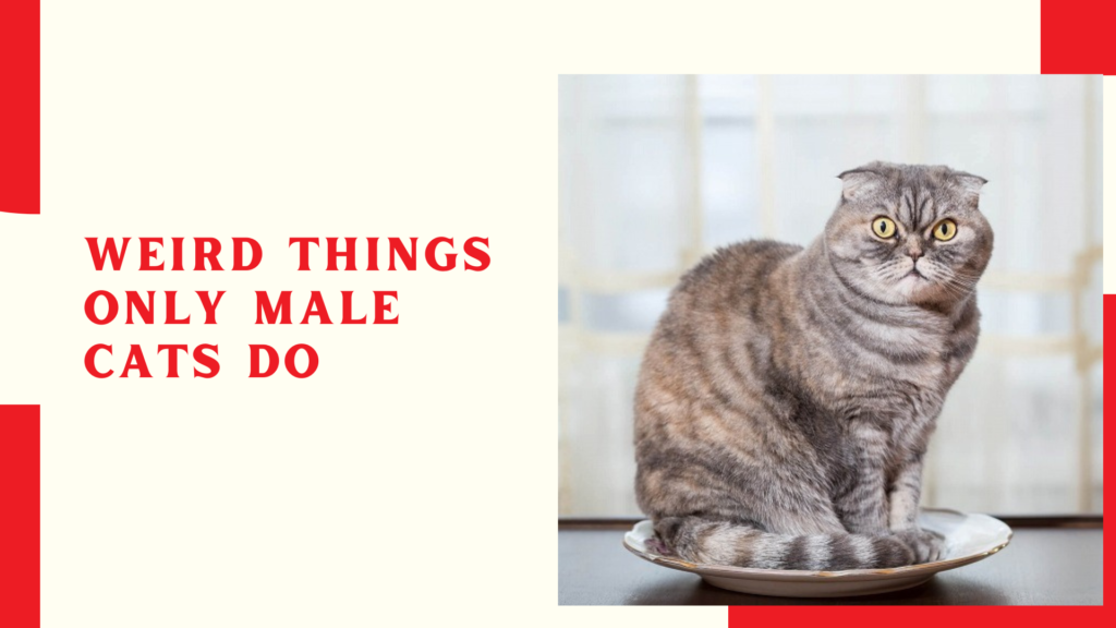 Weird Things Only MALE Cats Do