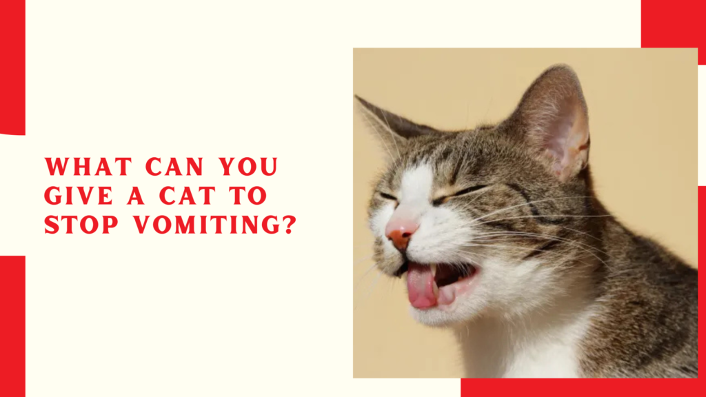 What Can You Give a Cat to Stop Vomiting?