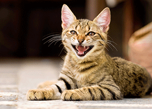 What Does Cat Hissing Sound Like?