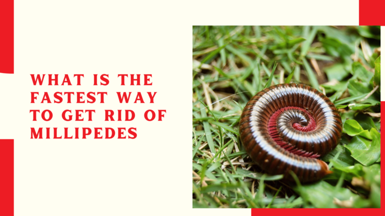 What Is The Fastest Way To Get Rid Of Millipedes