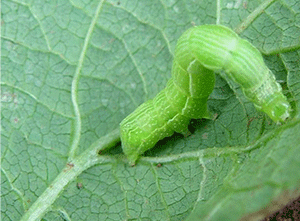 What-are-Cabbage-worms