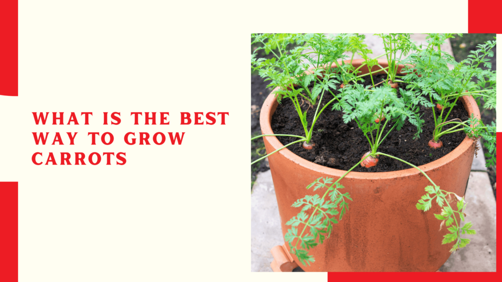 What is the best way to grow carrots