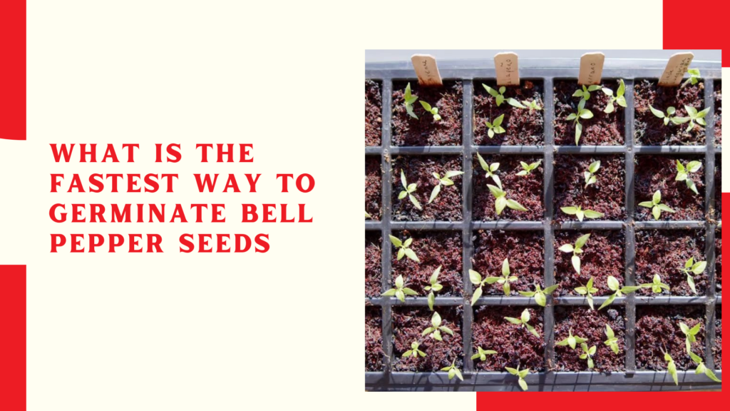 What is the fastest way to germinate bell pepper seeds