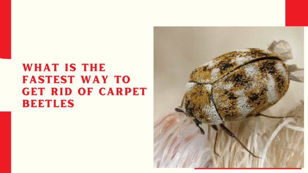 What is the fastest way to get rid of carpet beetles