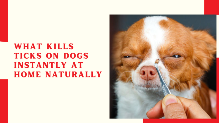 What kills ticks on dogs instantly at home naturally