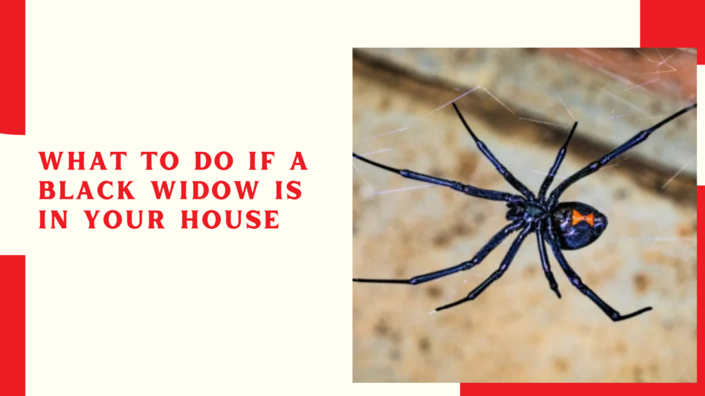 What to do if a black widow is in your house