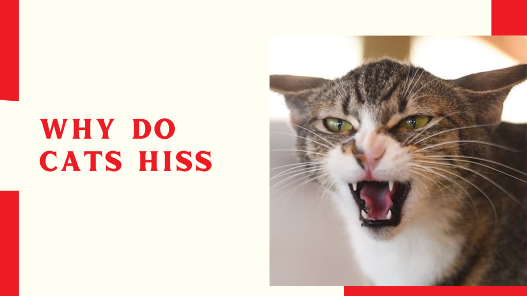 Why Do Cats Hiss