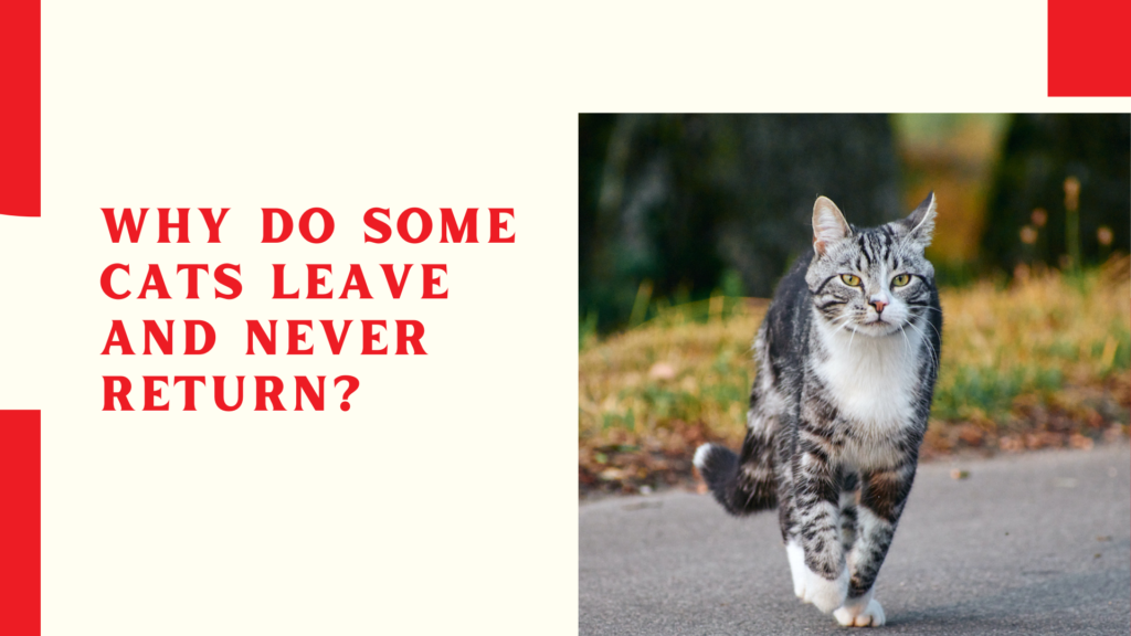 Why Do Some Cats Leave and Never Return