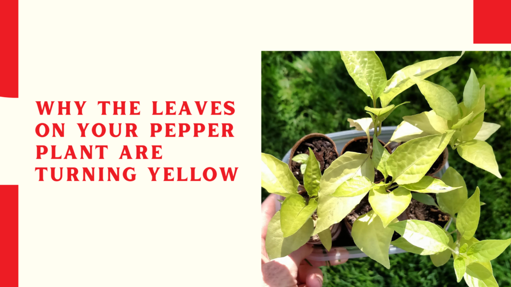 Why The Leaves On Your Pepper Plant Are Turning Yellow