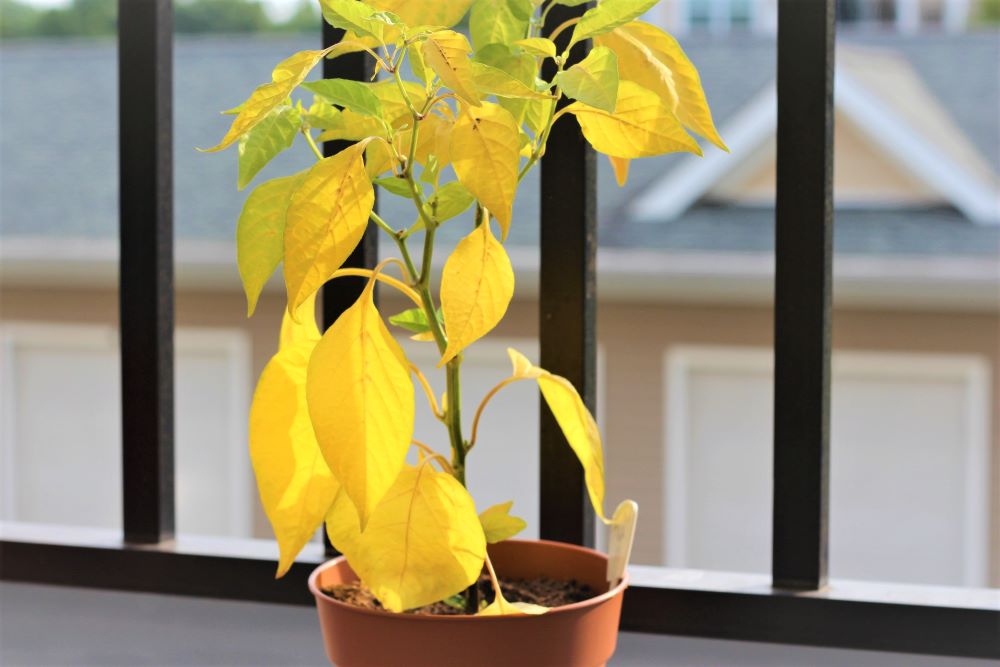 Why The Leaves On Your Pepper Plant Are Turning Yellow