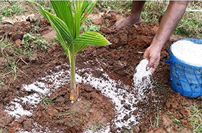 Watering and Fertilization