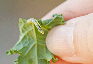 to-Get-Rid-of-Cabbage-Worms-Safely-and-Naturally