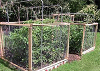 to Keep Squirrels from Eating Your Tomato Plants