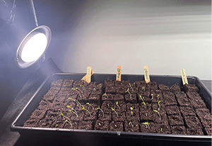 Using Grow Lights