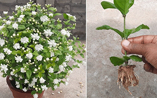  to grow jasmine plant in pots