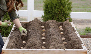 Planting Techniques