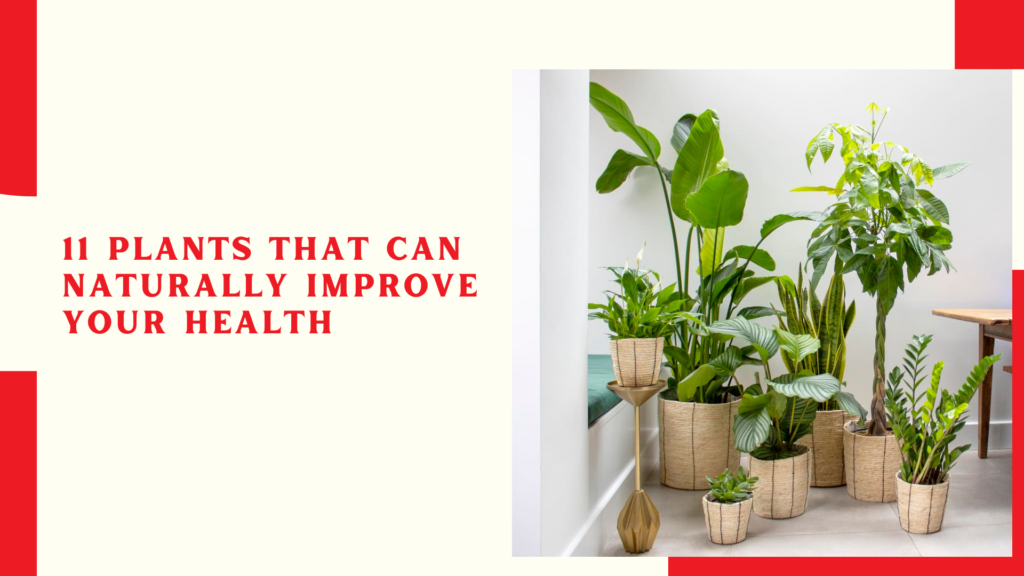 11 Plants That Can Naturally Improve Your Health