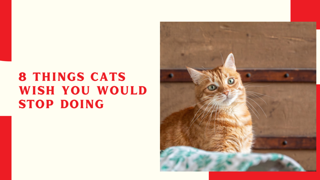 8 Things Cats Wish You Would Stop Doing