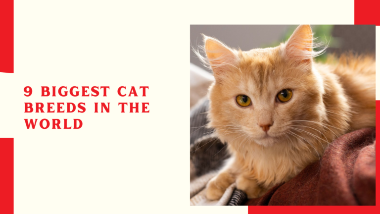 9 biggest cat breeds in the world