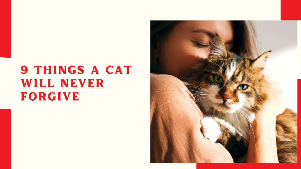 9 things a cat will never forgive