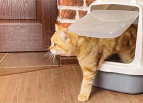 Avoiding the Litter Box