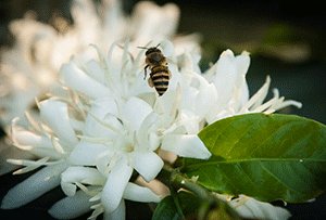 BEES LOVE COFFEE