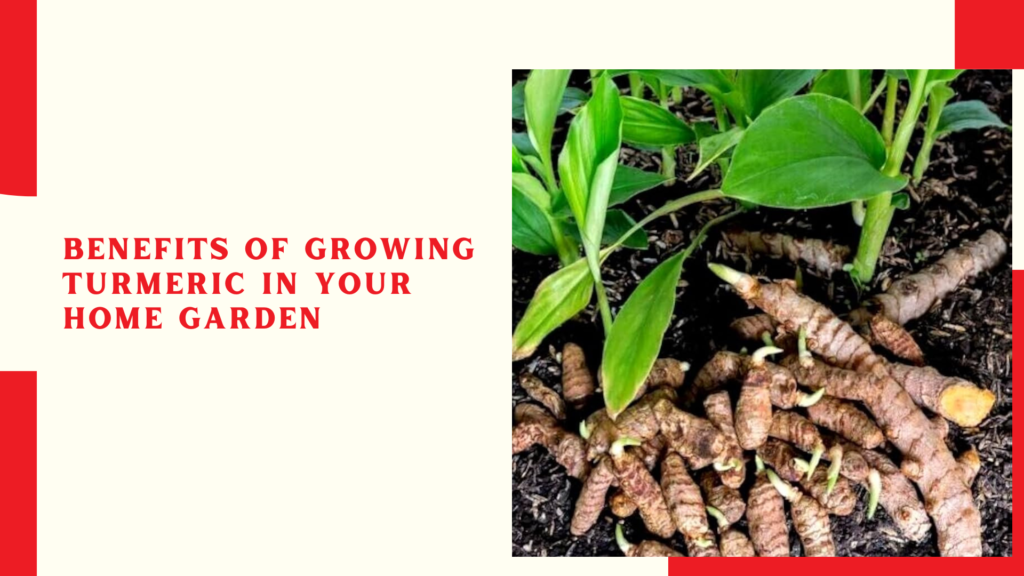 Benefits of Growing Turmeric in Your Home Garden