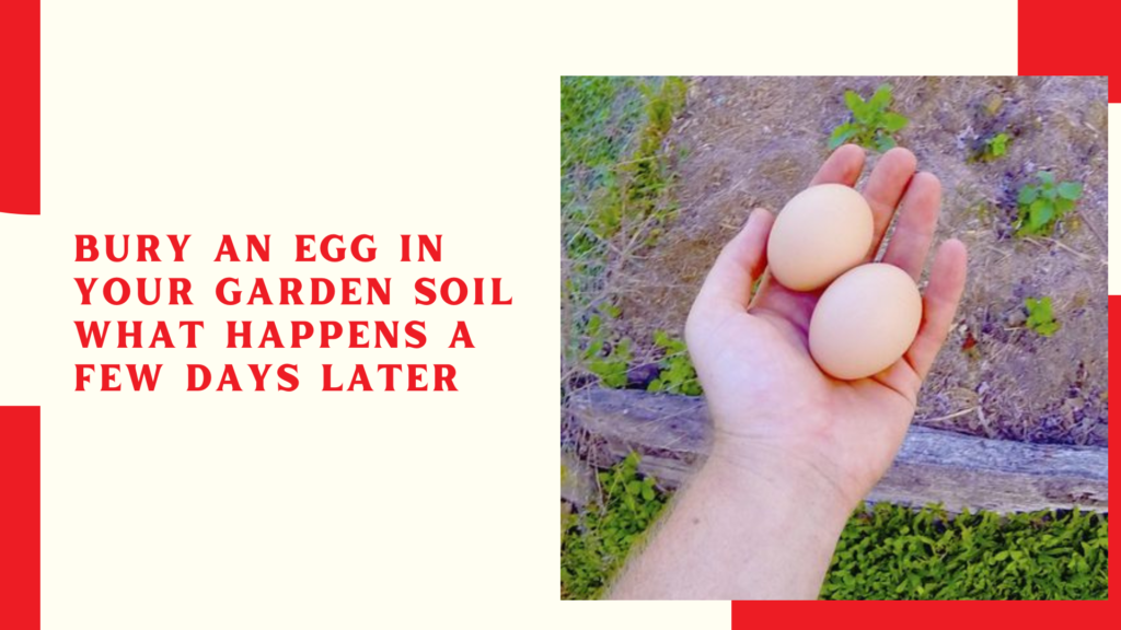 Bury an egg in your garden soil what happens a few days later