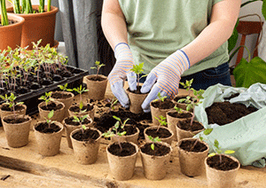 Choosing the Right Pot and Soil