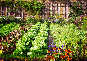 Companion Planting