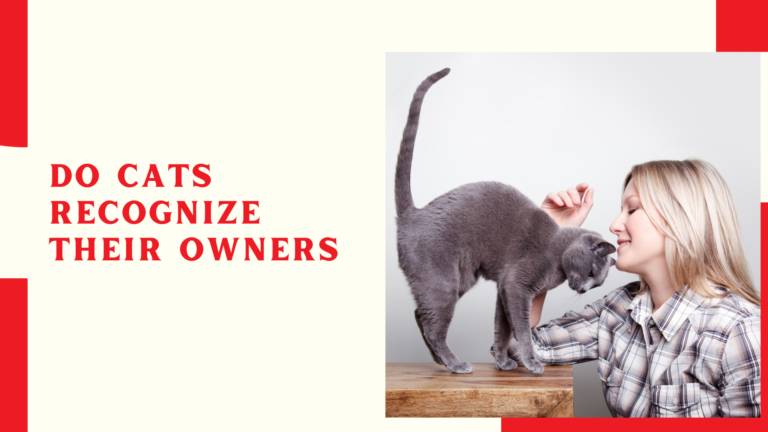 Do Cats Recognize Their Owners