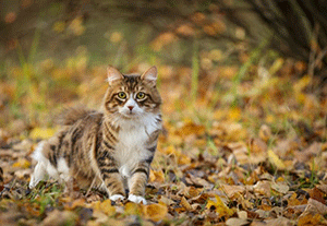 Do outdoor cats need vaccines